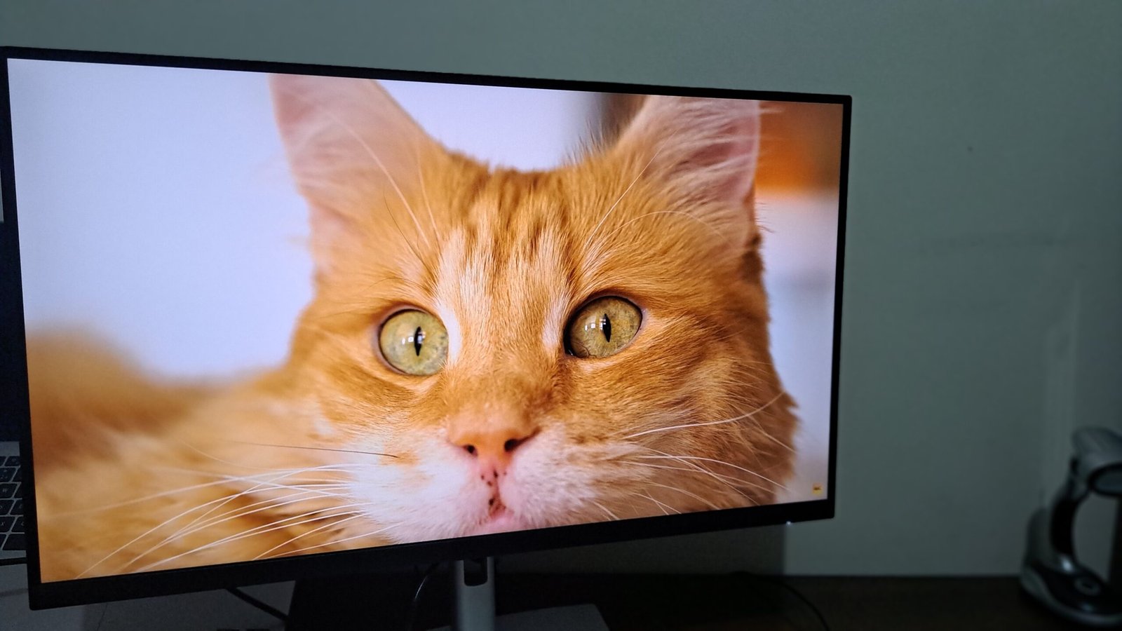 Dell P2723QE ligado com vídeo de gato.